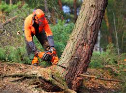 Best Tree Preservation Services  in Kyle, TX