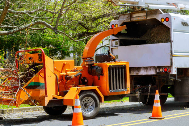 Best Hazardous Tree Removal  in Kyle, TX