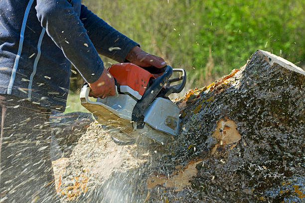 Best Tree Risk Assessment  in Kyle, TX